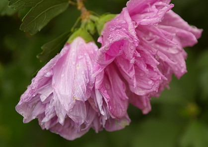 Tree blossoms in the rain