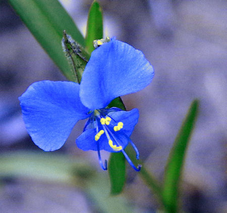 blue flower