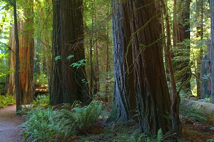 The Redwood Trees of California