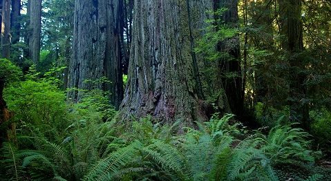 California Redwoods