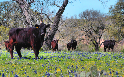 cows among the bluebonnets