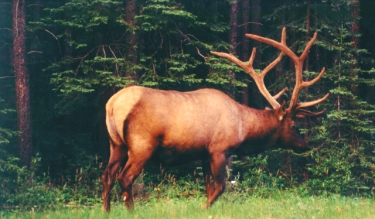 Elk in Canada