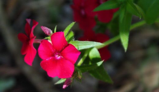 forest flower