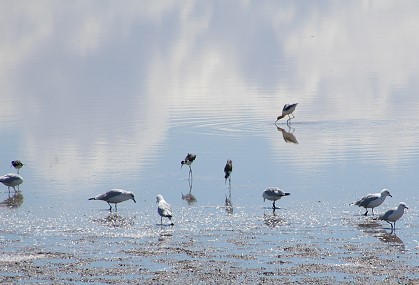 Birds at Salt Lake