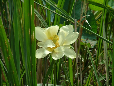 hidden flower revealed