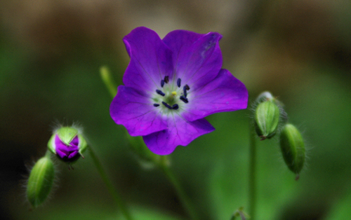 unique purple flower