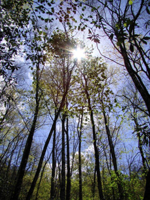 sun shinning through the forest