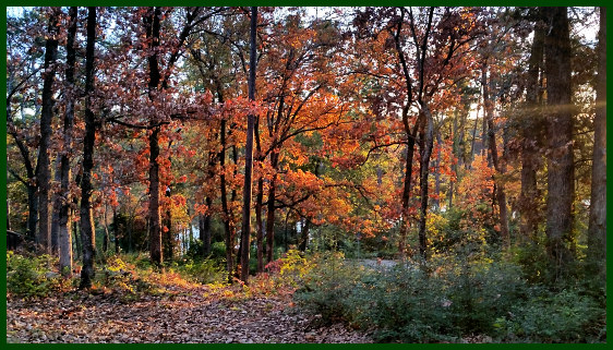 sun setting on trees