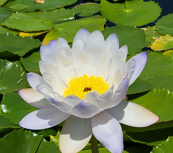 water lilly