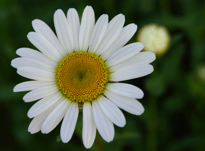 white peddled flower