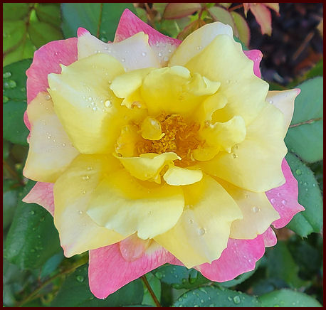 yellow and pink rose